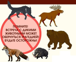 При встрече с дикими животными стоит помнить!!! При встрече с дикими животными стоит помнить!!!.